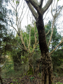 乡野田园老树林树干林中摄影图