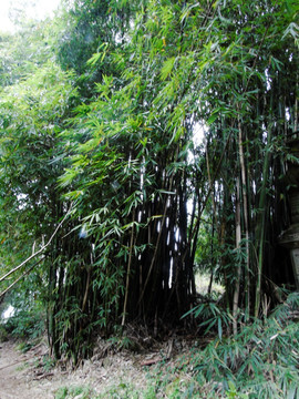 山间竹林树林风光摄影