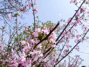盛开的樱花粉色花瓣素材