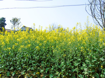 农田里种植的油菜花花田