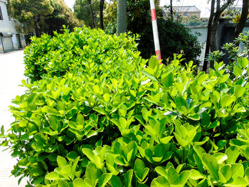 茶树种植基地摄影