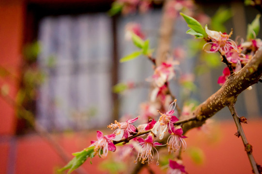 雪后桃花