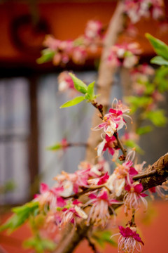 雪中桃花