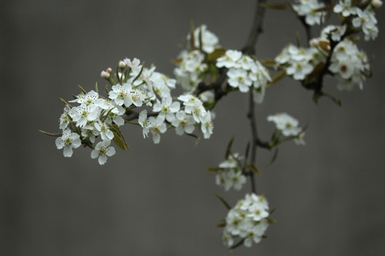 梨花