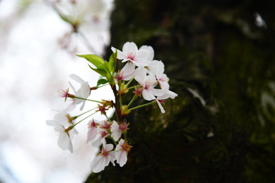 几朵樱花