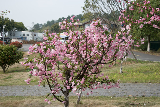 果树花开