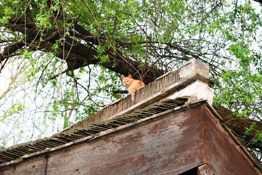 屋顶上的小猫咪
