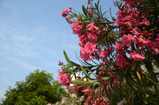 柳叶桃花