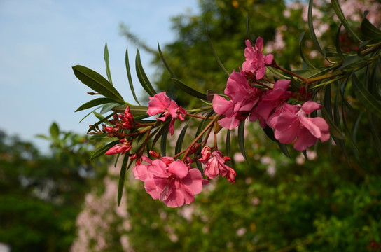 柳叶桃花