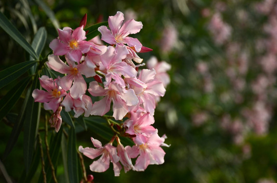 柳叶桃花