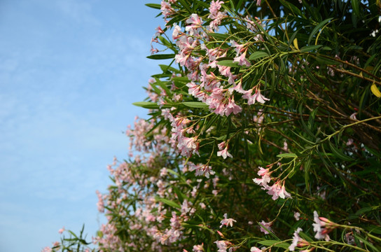 柳叶桃花