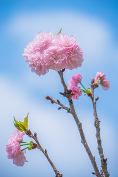 盛开的浪漫樱花