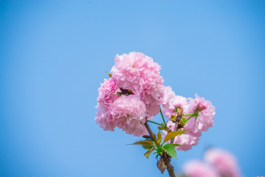 樱花树