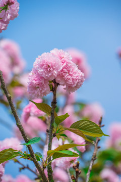 樱花树