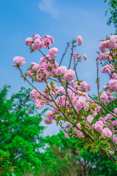 樱花树