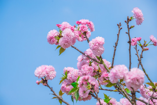 樱花盛开