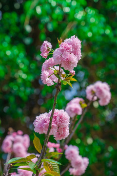 樱花盛开