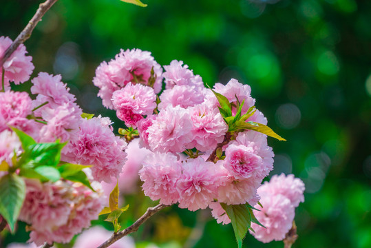 樱花盛开