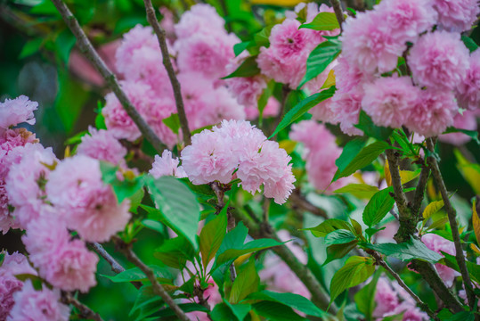 盛开的樱花