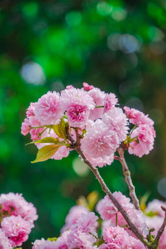 盛开的樱花