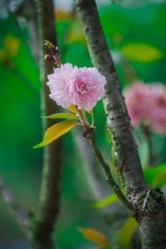 樱花灿烂