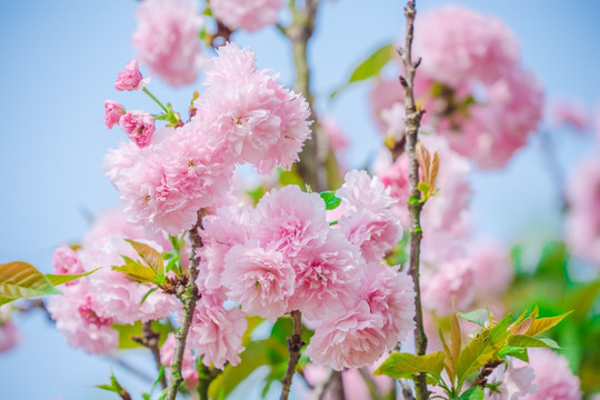 樱花灿烂