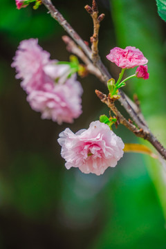 粉红色樱花