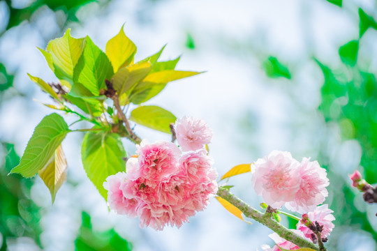 重瓣 樱花