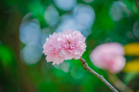 重瓣 樱花