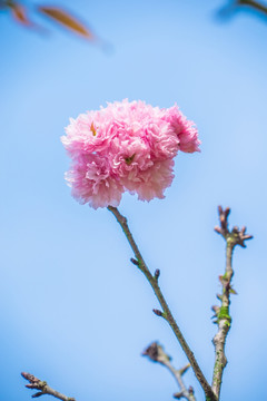 重瓣 樱花