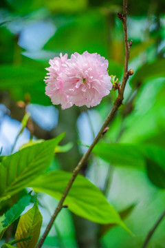 樱花雏菊樱