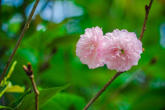 樱花雏菊樱