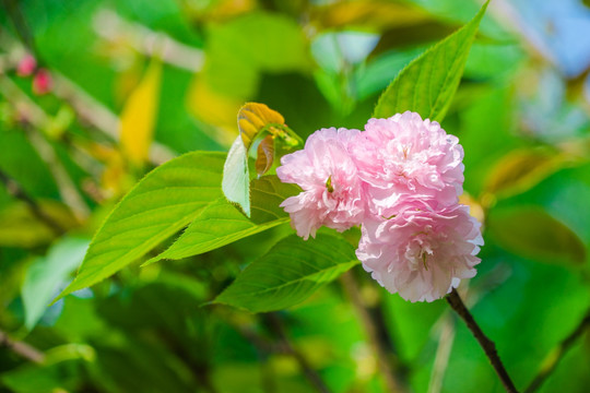 樱花雏菊樱