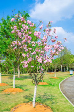 樱花树