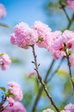 樱花树