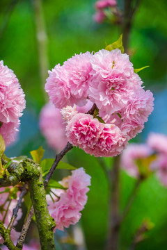 樱花品种 雏菊樱