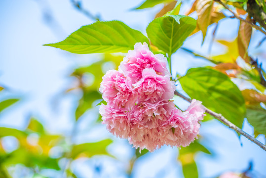 樱花品种 雏菊樱