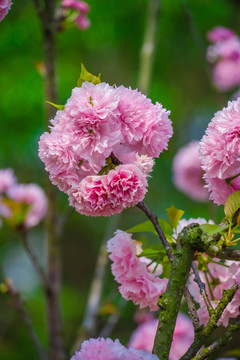 樱花节的雏菊樱