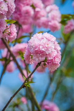 樱花节的雏菊樱