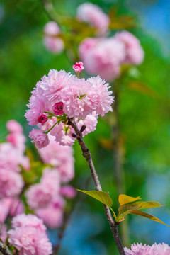 樱花节的雏菊樱