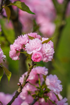 樱花