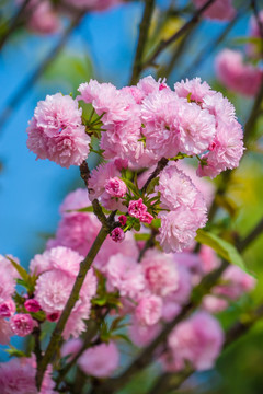 雏菊樱 重瓣樱花