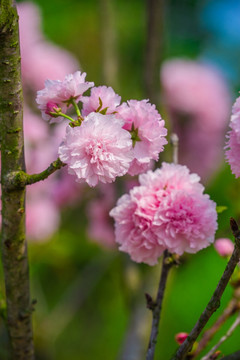 雏菊樱 重瓣樱花