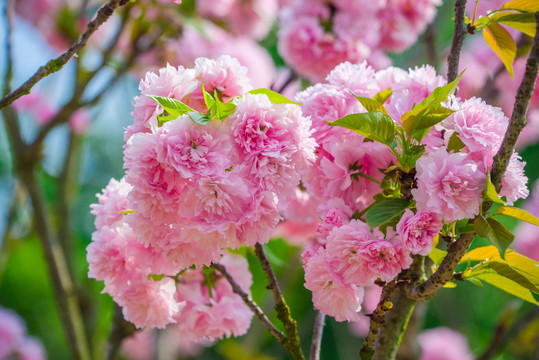 樱花樱树雏菊樱