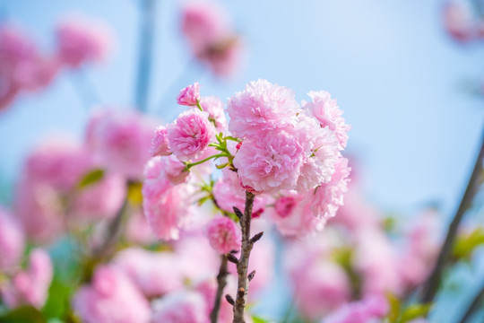 樱花樱树雏菊樱