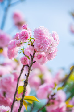 樱花樱树雏菊樱