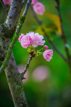 满树樱花