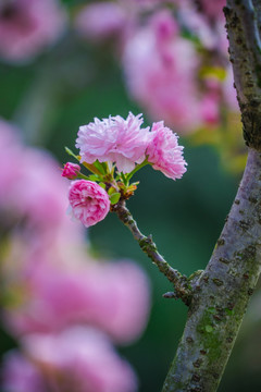 满树樱花