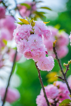 满树樱花