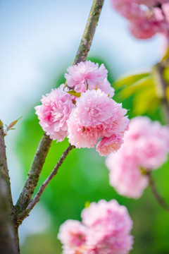 日本樱花